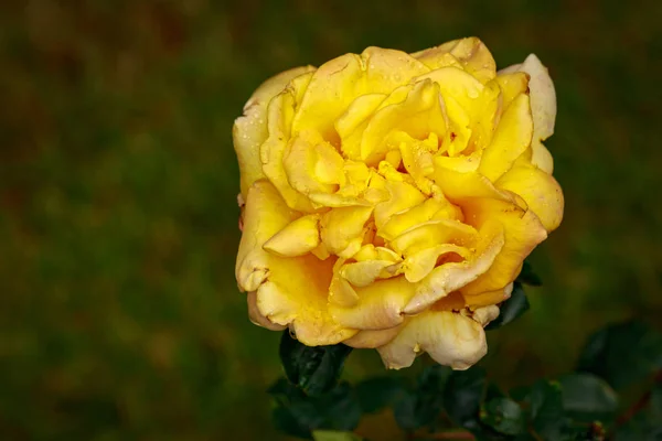 Duftende Rose Voller Blüte Washington Park Rose Garden Portland Oregon — Stockfoto