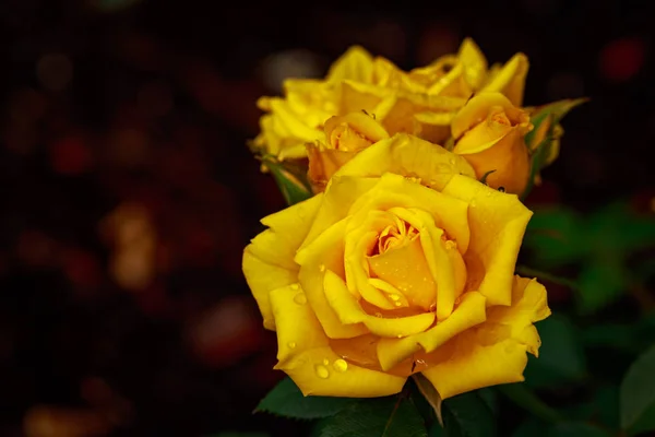 Duftende Rose Voller Blüte Washington Park Rose Garden Portland Oregon — Stockfoto