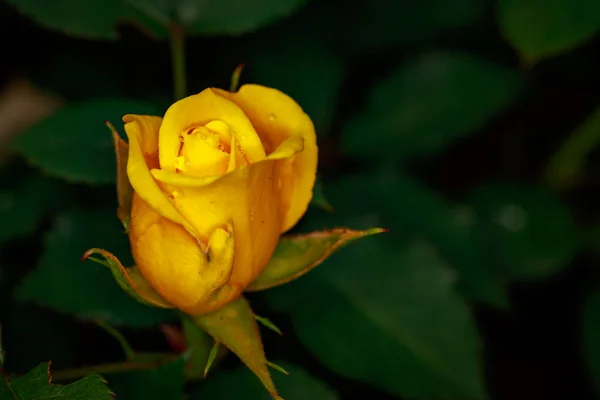 Rosa Fragante Plena Floración Washington Park Rose Garden Portland Oregon — Foto de Stock