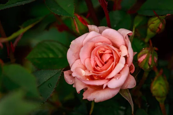 Rosa Fragante Plena Floración Washington Park Rose Garden Portland Oregon — Foto de Stock