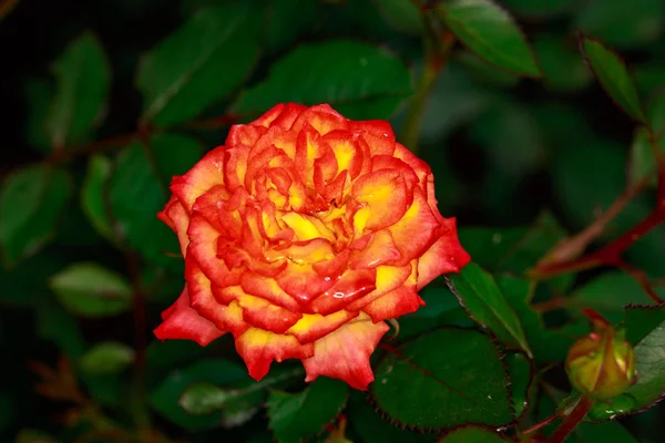 Rosa Fragante Plena Floración Washington Park Rose Garden Portland Oregon —  Fotos de Stock