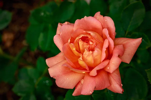 Fragrant Rose Full Blossom Washington Park Rose Garden Portland Oregon — Stock Photo, Image