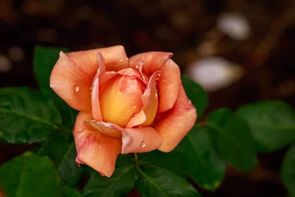 Vonící Růže Plném Květu Washington Park Rose Garden Portland Oregon — Stock fotografie