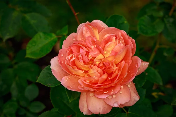 芬芳玫瑰全花 俄勒冈州波特兰华盛顿公园玫瑰花园 — 图库照片