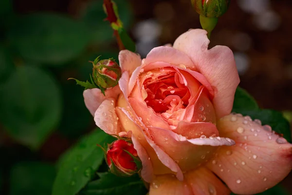 Aroma Rose Full Blossom Washington Park Rose Garden Portland Oregon — Stok Foto