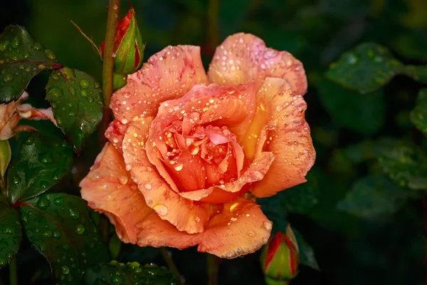 Vonící Růže Plném Květu Washington Park Rose Garden Portland Oregon — Stock fotografie