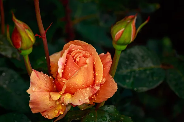 Fragrant Rose Full Blossom Washington Park Rose Garden Portland Oregon — Stock Photo, Image