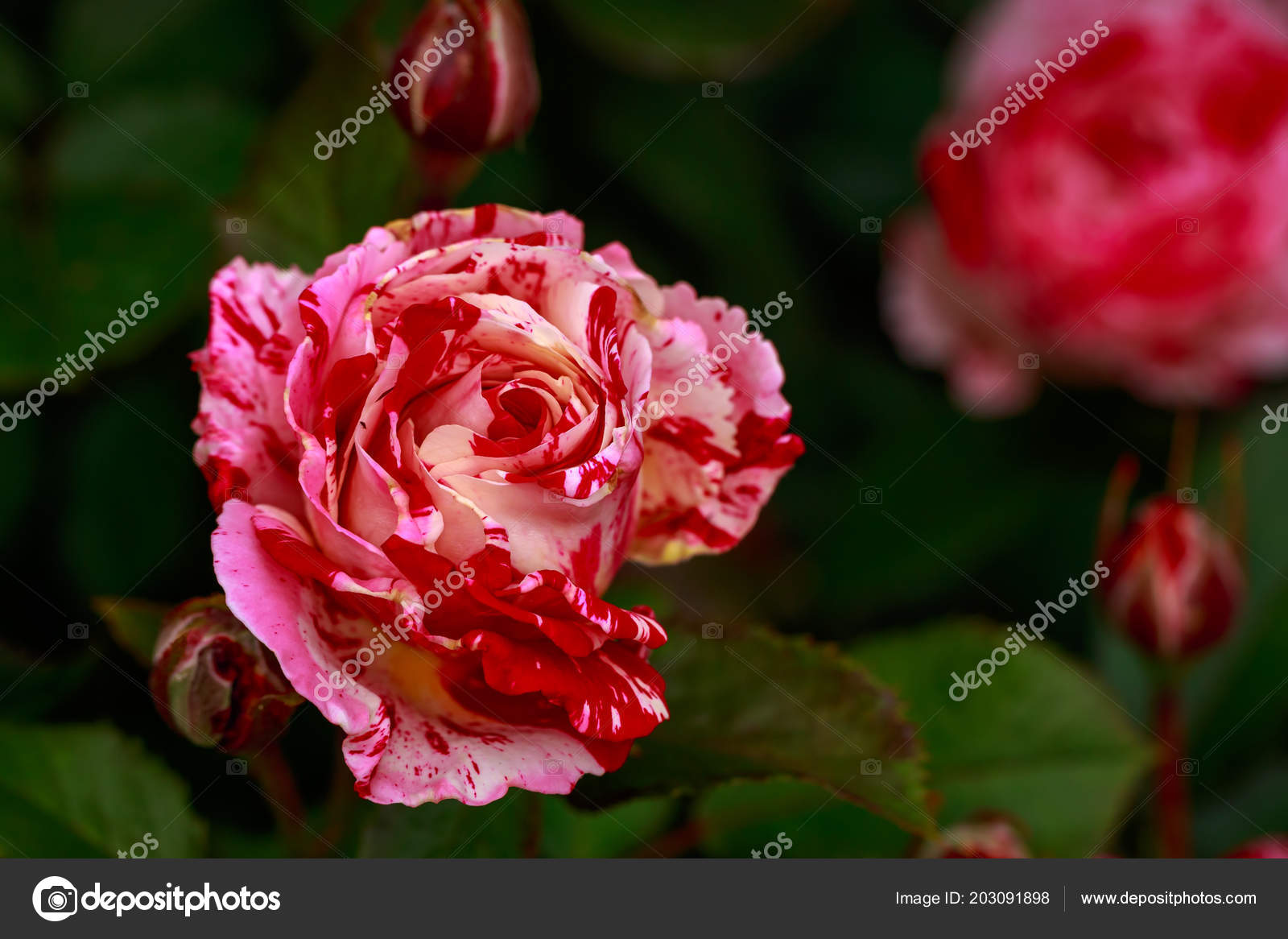 Duftende Rose Voller Blute Washington Park Rose Garden Portland