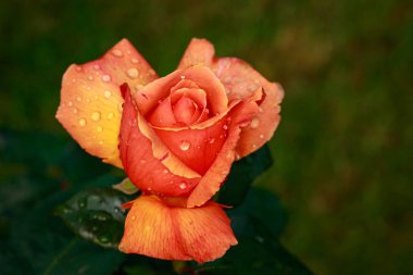 Çiçek açan güzel kokulu gül. Washington Park Gül Bahçesi, Portland, Oregon