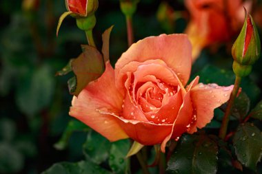 Çiçek açan güzel kokulu gül. Washington Park Gül Bahçesi, Portland, Oregon