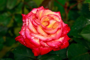 Çiçek açan güzel kokulu gül. Washington Park Gül Bahçesi, Portland, Oregon