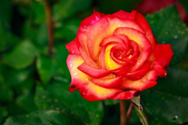 Çiçek açan güzel kokulu gül. Washington Park Gül Bahçesi, Portland, Oregon