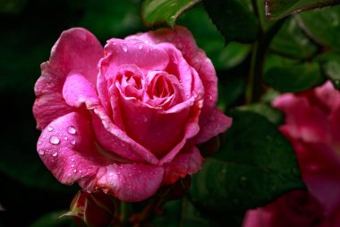 Çiçek açan güzel kokulu gül. Washington Park Gül Bahçesi, Portland, Oregon