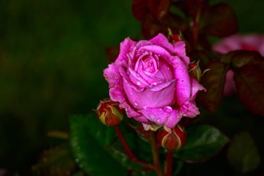 Çiçek açan güzel kokulu gül. Washington Park Gül Bahçesi, Portland, Oregon