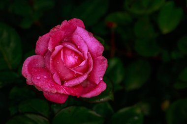 Çiçek açan güzel kokulu gül. Washington Park Gül Bahçesi, Portland, Oregon