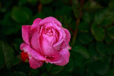 Çiçek açan güzel kokulu gül. Washington Park Gül Bahçesi, Portland, Oregon