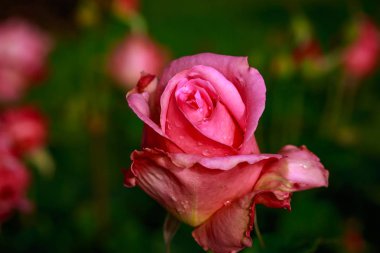 Çiçek açan güzel kokulu gül. Washington Park Gül Bahçesi, Portland, Oregon