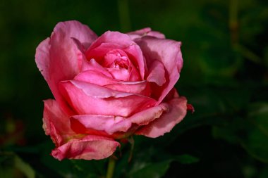 Çiçek açan güzel kokulu gül. Washington Park Gül Bahçesi, Portland, Oregon