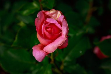 Çiçek açan güzel kokulu gül. Washington Park Gül Bahçesi, Portland, Oregon