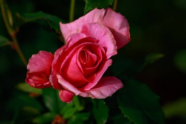 Çiçek açan güzel kokulu gül. Washington Park Gül Bahçesi, Portland, Oregon