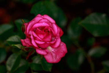 Çiçek açan güzel kokulu gül. Washington Park Gül Bahçesi, Portland, Oregon