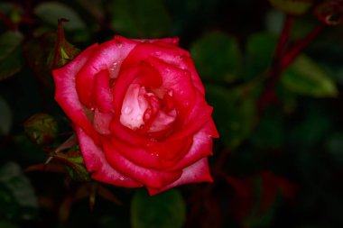 Çiçek açan güzel kokulu gül. Washington Park Gül Bahçesi, Portland, Oregon