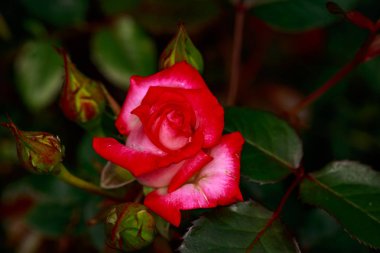 Çiçek açan güzel kokulu gül. Washington Park Gül Bahçesi, Portland, Oregon