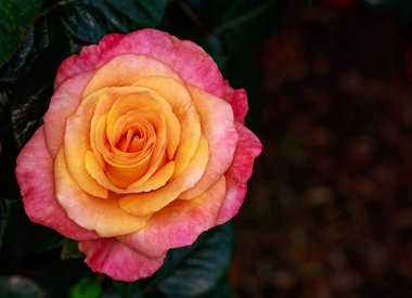 Çiçek açan güzel kokulu gül. Washington Park Gül Bahçesi, Portland, Oregon