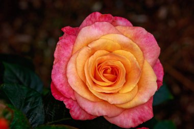 Çiçek açan güzel kokulu gül. Washington Park Gül Bahçesi, Portland, Oregon