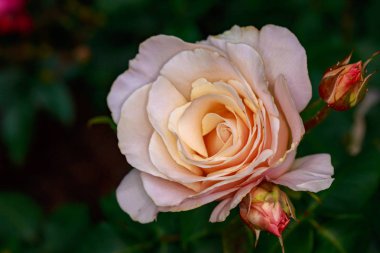 Çiçek açan güzel kokulu gül. Washington Park Gül Bahçesi, Portland, Oregon