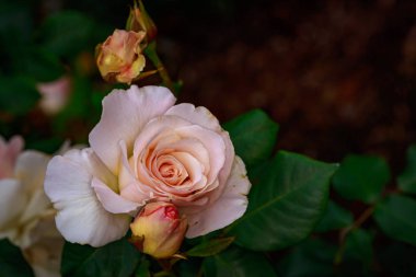 Çiçek açan güzel kokulu gül. Washington Park Gül Bahçesi, Portland, Oregon