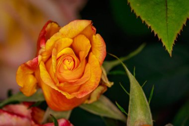 Çiçek açan güzel kokulu gül. Washington Park Gül Bahçesi, Portland, Oregon