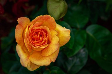 Çiçek açan güzel kokulu gül. Washington Park Gül Bahçesi, Portland, Oregon