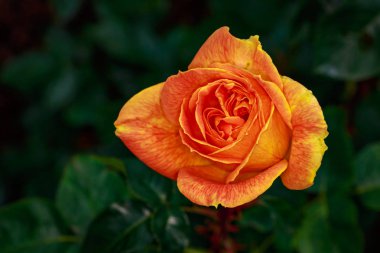 Çiçek açan güzel kokulu gül. Washington Park Gül Bahçesi, Portland, Oregon