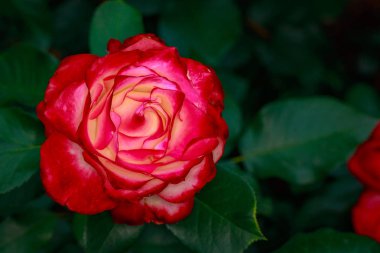 Çiçek açan güzel kokulu gül. Washington Park Gül Bahçesi, Portland, Oregon