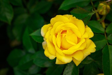 Çiçek açan güzel kokulu gül. Washington Park Gül Bahçesi, Portland, Oregon