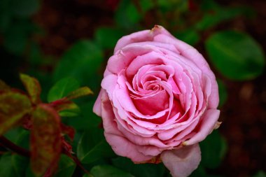 Çiçek açan güzel kokulu gül. Washington Park Gül Bahçesi, Portland, Oregon