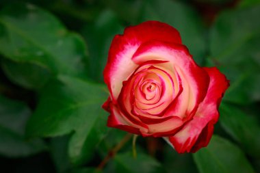 Çiçek açan güzel kokulu gül. Washington Park Gül Bahçesi, Portland, Oregon