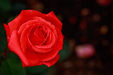 Çiçek açan güzel kokulu gül. Washington Park Gül Bahçesi, Portland, Oregon