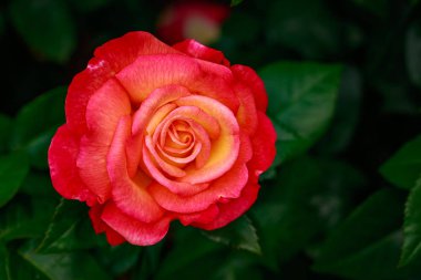 Çiçek açan güzel kokulu gül. Washington Park Gül Bahçesi, Portland, Oregon