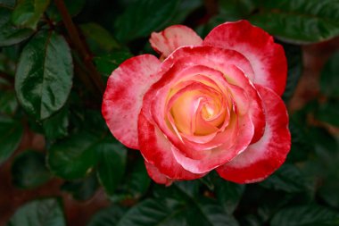 Çiçek açan güzel kokulu gül. Washington Park Gül Bahçesi, Portland, Oregon