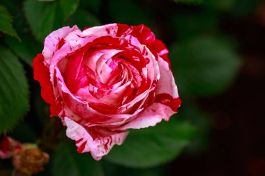 Çiçek açan güzel kokulu gül. Washington Park Gül Bahçesi, Portland, Oregon