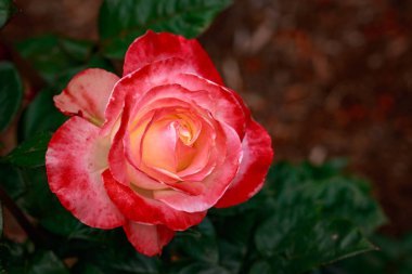 Çiçek açan güzel kokulu gül. Washington Park Gül Bahçesi, Portland, Oregon