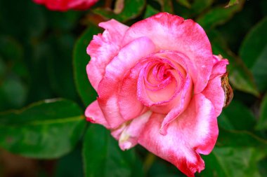 Çiçek açan güzel kokulu gül. Washington Park Gül Bahçesi, Portland, Oregon