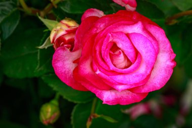 Çiçek açan güzel kokulu gül. Washington Park Gül Bahçesi, Portland, Oregon