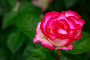 Çiçek açan güzel kokulu gül. Washington Park Gül Bahçesi, Portland, Oregon