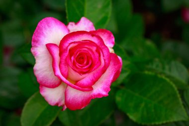 Çiçek açan güzel kokulu gül. Washington Park Gül Bahçesi, Portland, Oregon