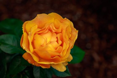 Çiçek açan güzel kokulu gül. Washington Park Gül Bahçesi, Portland, Oregon