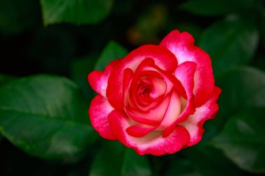 Çiçek açan güzel kokulu gül. Washington Park Gül Bahçesi, Portland, Oregon