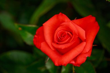 Çiçek açan güzel kokulu gül. Washington Park Gül Bahçesi, Portland, Oregon